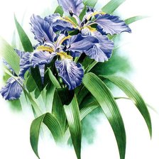 Схема вышивки «ирисы»