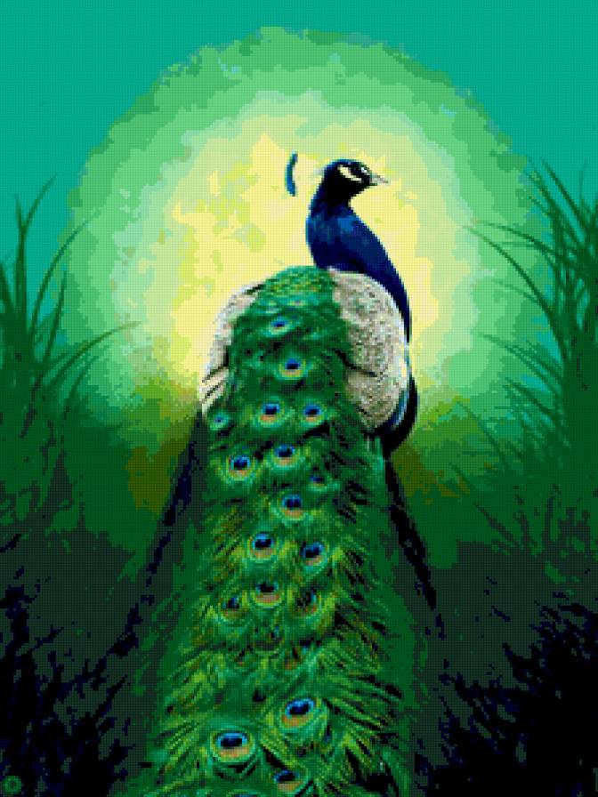павлин - птицa, павлины, павлин, птицы - предпросмотр