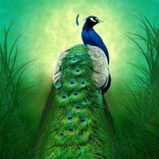 Схема вышивки «павлин»