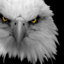 Схема вышивки «Орёл»