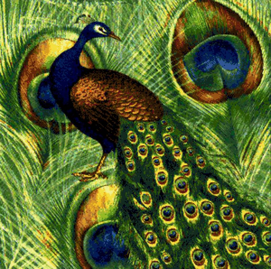 павлины - птицa, птицы, павлин, павлины - предпросмотр