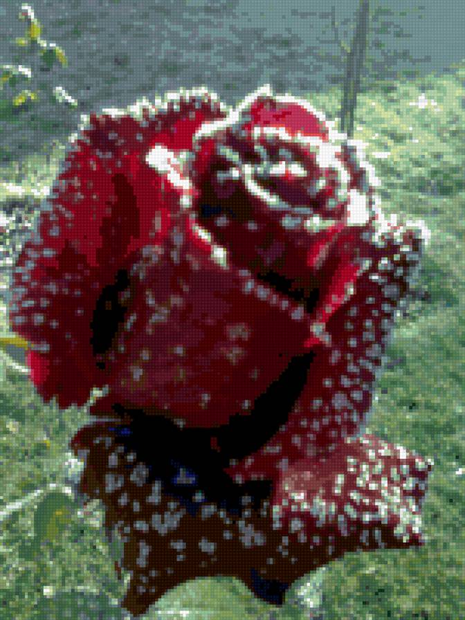 роза во льду - предпросмотр