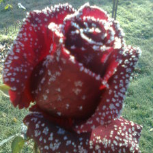 Схема вышивки «роза во льду»