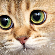 Схема вышивки «Котик смотрит!»