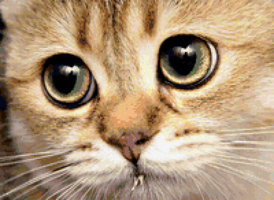 Котик смотрит! - предпросмотр