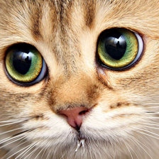 Котик смотрит!