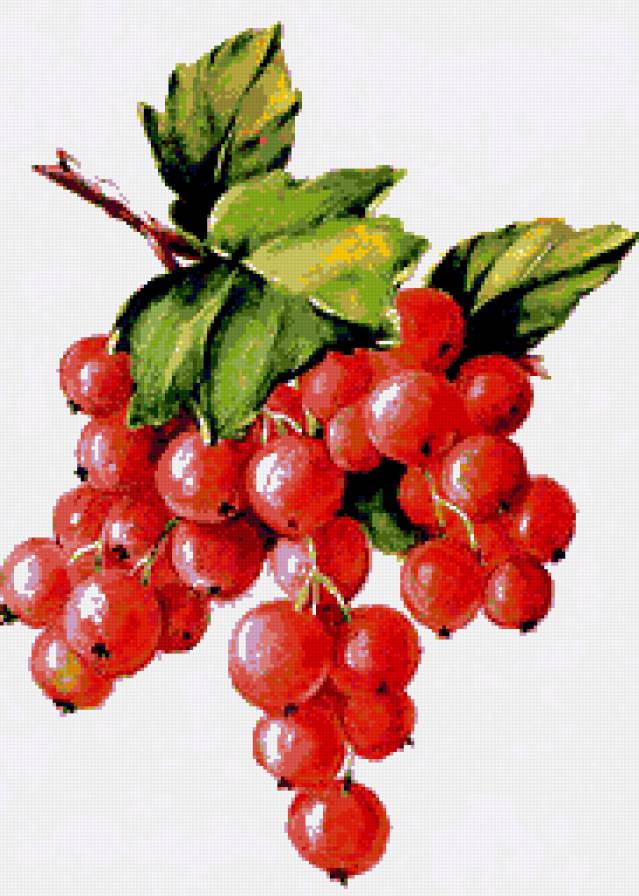 Веточка смородины - смородина, ягодки, ягоды, красная смородина, панно, гроздь - предпросмотр