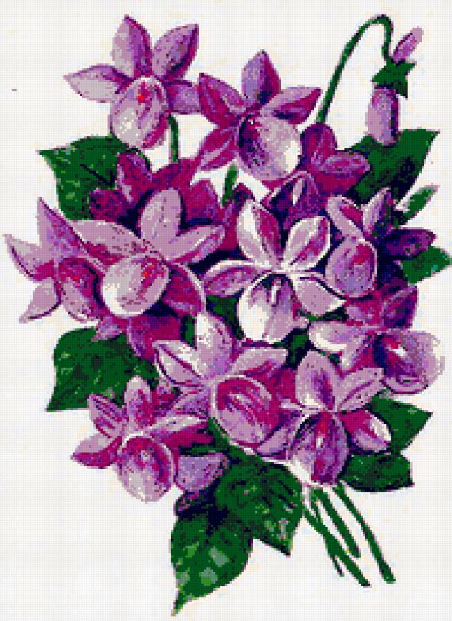 Букет фиалок - фиалки, виола, весенние цветы, цветы, первоцвет, фиалка - предпросмотр