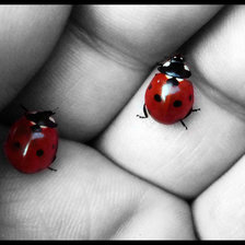 Схема вышивки «природа»