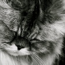 Схема вышивки «Смущенный котенок»