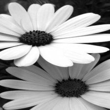 Схема вышивки «цветы»