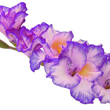 Схема вышивки «гладиолус»