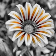 Схема вышивки «цветы»