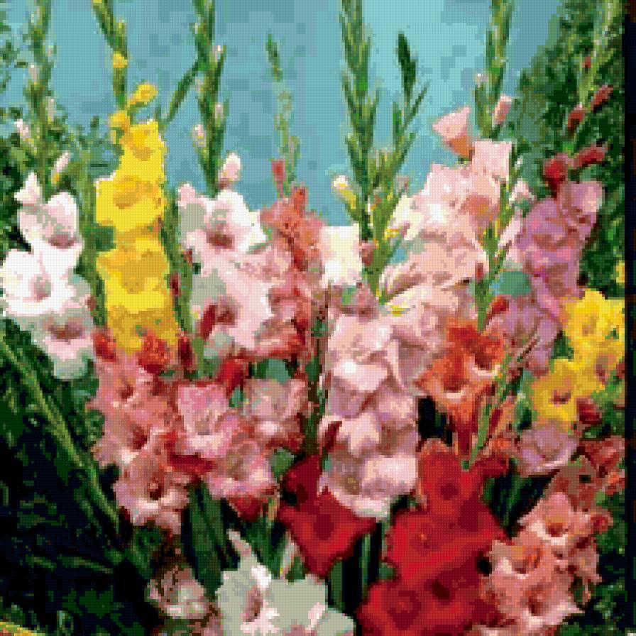 букет гладиолусов - цветы гладиолусы - предпросмотр