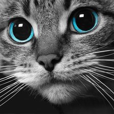 Схема вышивки «Котенок»