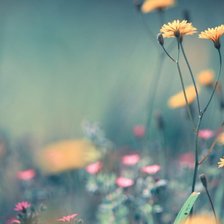 Схема вышивки «cveti»