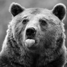 Схема вышивки «медведь»