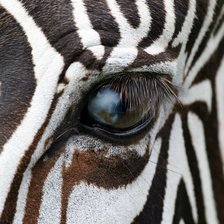 Схема вышивки «Взгляд»