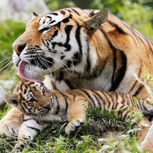 Схема вышивки «тигры»