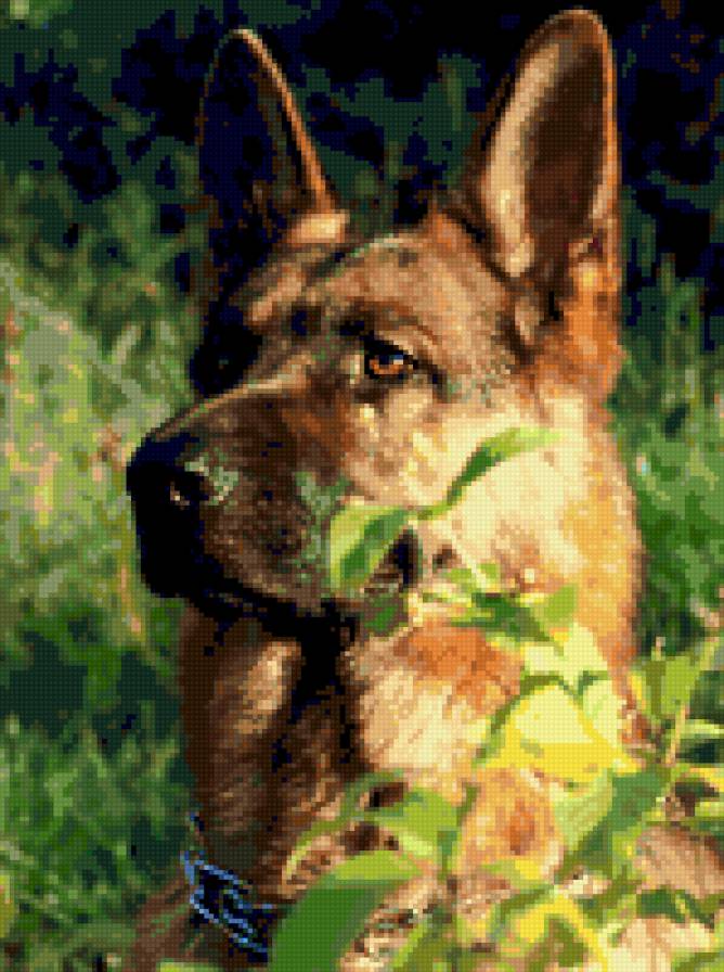 немецкая овчарка - предпросмотр