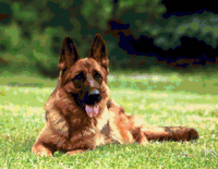 немецкая овчарка лежит - предпросмотр