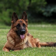 Схема вышивки «немецкая овчарка лежит»