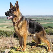 немецкая овчарка на холме