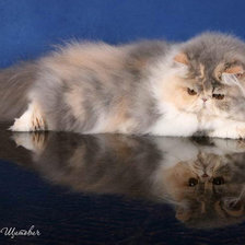 Схема вышивки «Пушистый  друг»