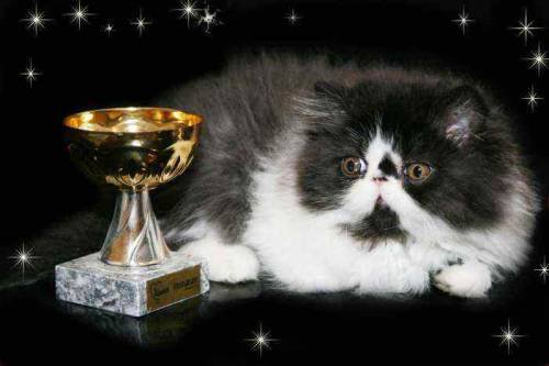 Серия : кошки - перс - оригинал