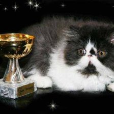 Схема вышивки «Серия : кошки»