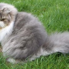 Схема вышивки «Серия : кошки»