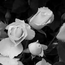 Схема вышивки «цветы»