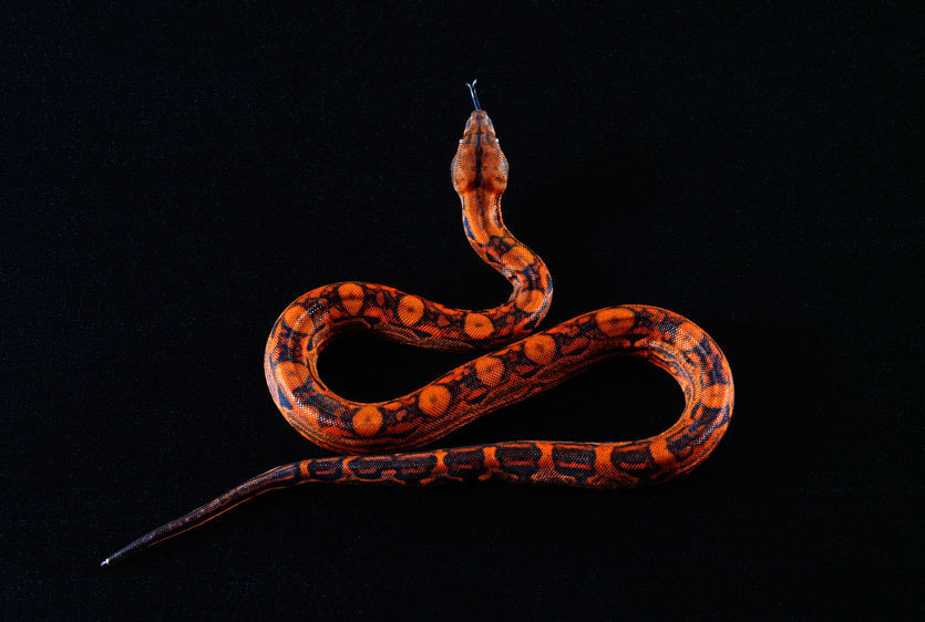 Змея - оригинал