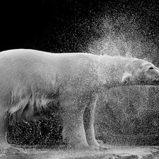 Схема вышивки «Белый медведь»