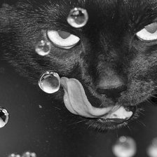 Схема вышивки «Кошка»