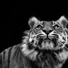 Схема вышивки «Тигр»