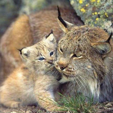 Схема вышивки «Рысь-мама»