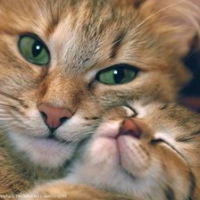 Схема вышивки «мама - киска»