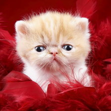 Схема вышивки «Гламурный котенок.»