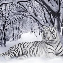 Схема вышивки «tigra»