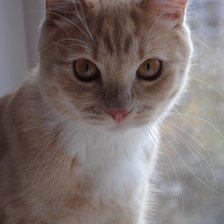 Схема вышивки «Сенька»