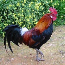 Схема вышивки «петух»