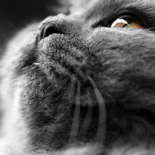 Схема вышивки «кот»