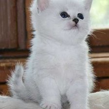 Схема вышивки «№210891»