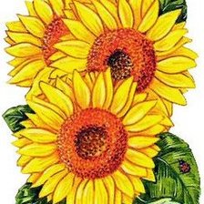 Схема вышивки «Подсолнухи»