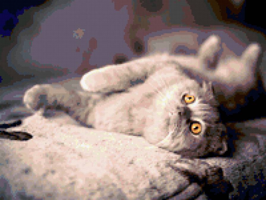 Кот - британский котенок, животные, кот - предпросмотр