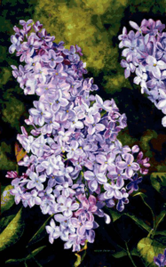 Сирень - букет, цветы, сирень - предпросмотр