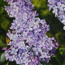 Схема вышивки «Сирень»