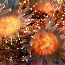 Схема вышивки «морские тайны»