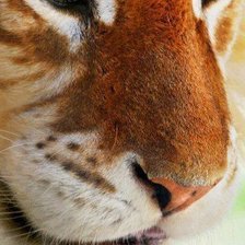 Схема вышивки «№211572»